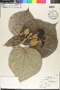 Hibiscus elatus image