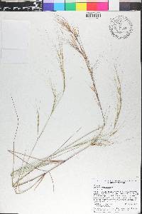 Aristida tuberculosa image