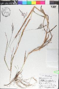 Bothriochloa bladhii image