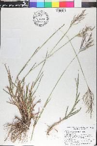 Bothriochloa bladhii image