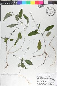 Pseuderanthemum variabile image