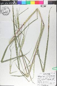 Heteropogon melanocarpus image