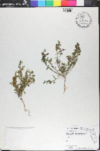 Lepidium didymum image