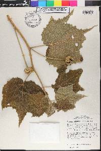 Pavonia candida image
