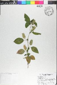 Acalypha arvensis image