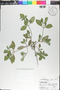 Richardia brasiliensis image