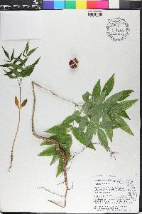 Sapindus marginatus image