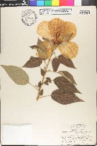 Hibiscus lasiocarpos image