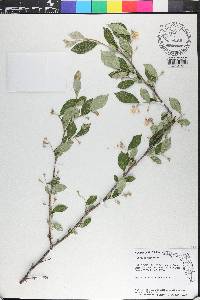 Styrax americanus image