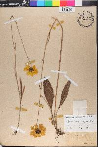 Coreopsis floridana image