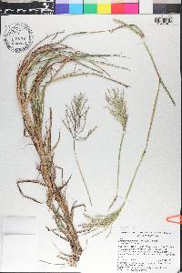 Bothriochloa bladhii image