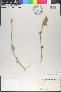 Abutilon permolle image