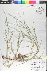 Panicum repens image