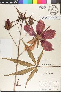 Hibiscus coccineus image