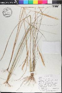 Aristida spiciformis image