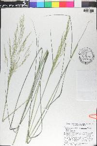 Tridens flavus var. chapmanii image