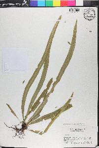 Campyloneurum angustifolium image