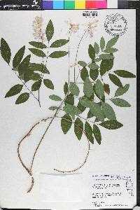 Indigofera decora image