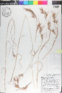 Themeda quadrivalvis image