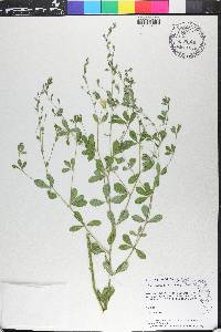 Baptisia lecontei image