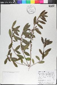 Cyrilla racemiflora image