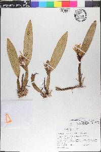 Prosthechea chimborazoensis image