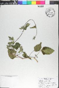 Jacquemontia tamnifolia image