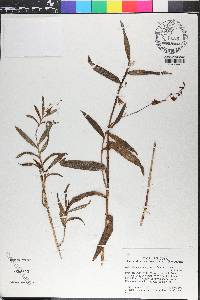 Dilomilis montana image