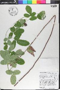 Desmodium mauritianum image
