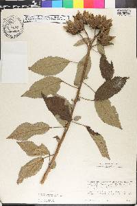 Hibiscus lasiocarpos image