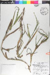 Panicum hemitomon image