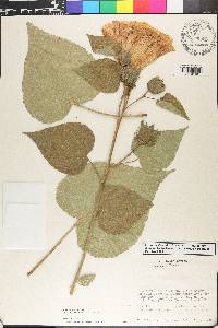 Hibiscus lasiocarpos image