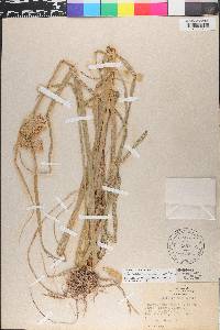 Bolboschoenus maritimus image