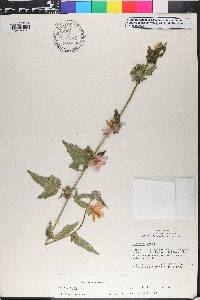 Pavonia urens image