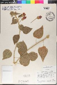 Pavonia firmiflora image