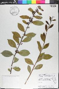 Lyonia lucida image