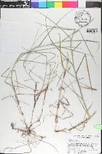 Panicum repens image