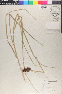 Bolboschoenus maritimus image