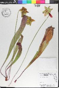 Sarracenia minor image