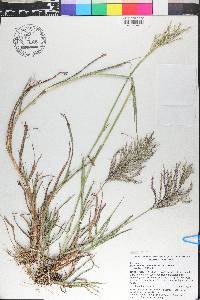 Bothriochloa bladhii image