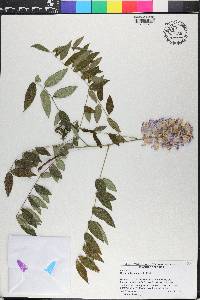 Wisteria frutescens image