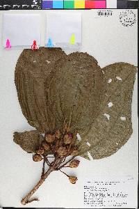 Blakea subvaginata image