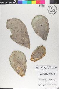 Opuntia engelmannii image