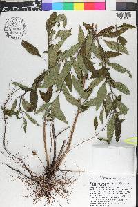 Condea verticillata image