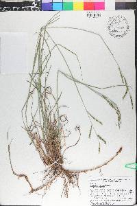 Paspalum nicorae image