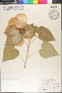 Hibiscus lasiocarpos image