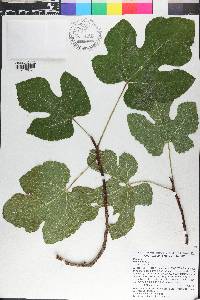 Ficus carica image