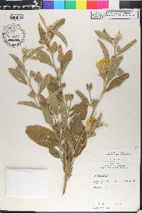Cienfuegosia affinis image