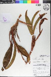 Maxillaria erikae image