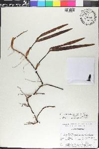 Prosthechea pseudopygmaea image